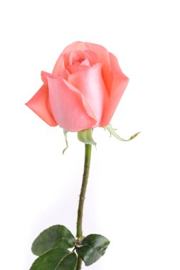 Beyaz arka plan üzerinde izole turuncu gül çiçek