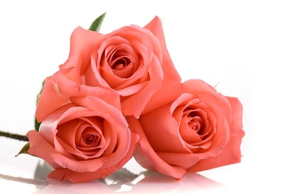 Orange Peach Color Tone Rose Flower Bouquet Isolated White Background — Stock Photo, Image