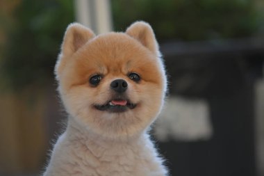 Pomeranian köpeği şirin evcil hayvan Sabahları gülümsüyor