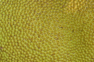 Yakın çekim sert deri kabuğu doğada yetişen sarı kaya meyvesi