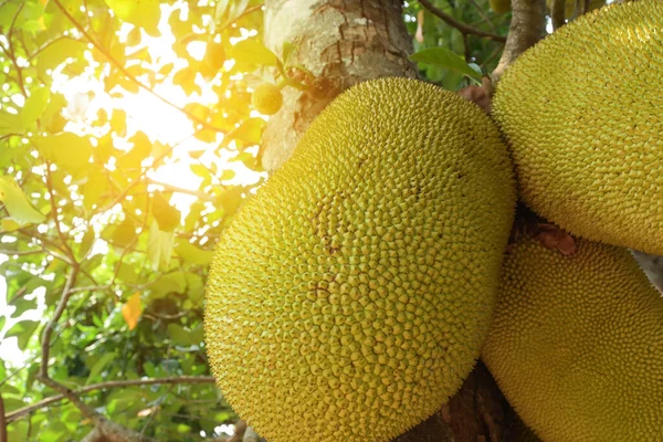 农业种植园树上的大型天然山核桃热带水果 — 图库照片