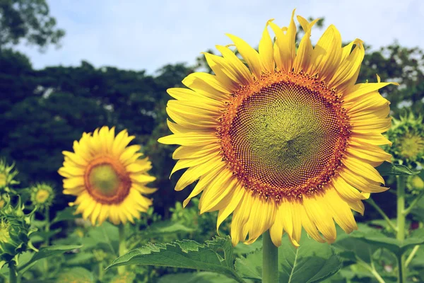beautiful flower, sunflower blooming in the morning summer day