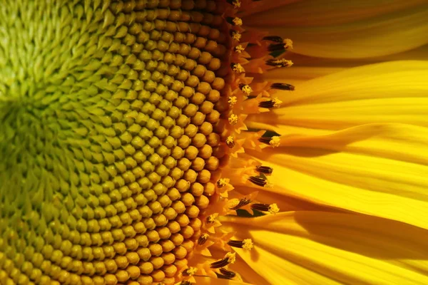 Schöne Blume Sonnenblumenblüte Blüht Der Natur — Stockfoto