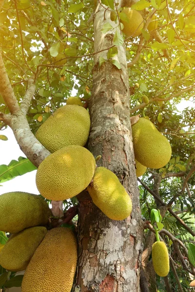 Big Natural Jackfruit Tropical Fruit Tree Agriculture Plantation Stock Photo