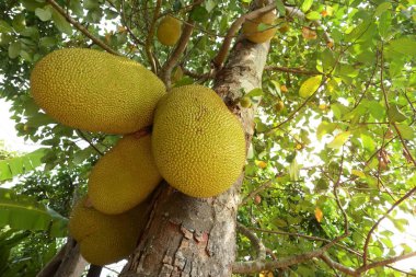 büyük doğal meyve tropikal meyve tarım çiftliği ağacında