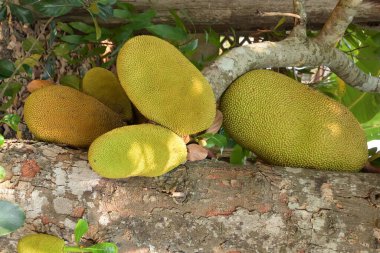 büyük doğal meyve tropikal meyve tarım çiftliği ağacında