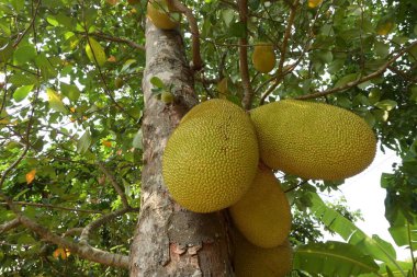 büyük doğal meyve tropikal meyve tarım çiftliği ağacında