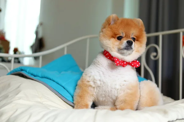 Bedårande Pommerska Hund Liten Djur Hemmet Söt Husdjur Grooming Ansikte — Stockfoto