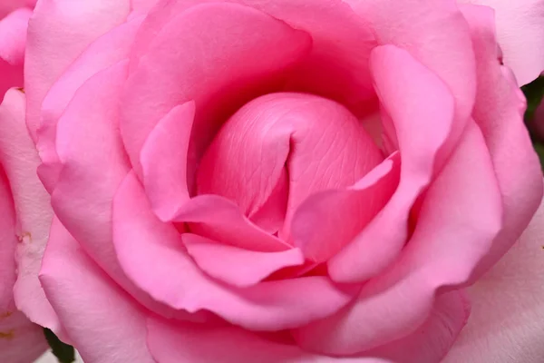 Bela Rosa Rosa Flor Flor Imagem Conceito Orgasmo Sexual Homem — Fotografia de Stock