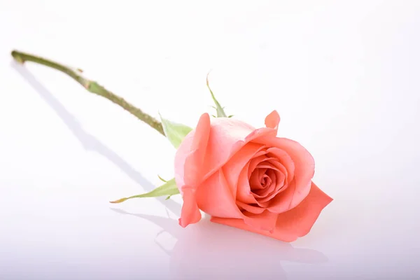 Πορτοκαλί Λουλούδι Τριαντάφυλλο Που Απομονώνονται Λευκό Φόντο — Φωτογραφία Αρχείου