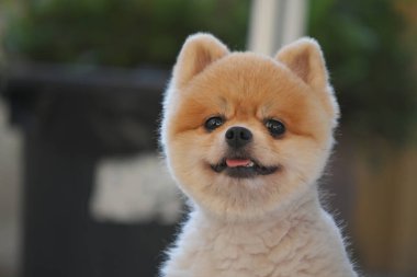 Pomeranian köpeği şirin evcil hayvan Sabahları gülümsüyor