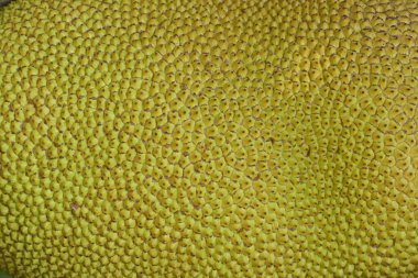 Yakın çekim sert deri kabuğu doğada yetişen sarı kaya meyvesi