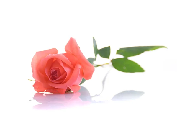Bellezza Arancio Rosa Fiore Isolato Sfondo Bianco — Foto Stock
