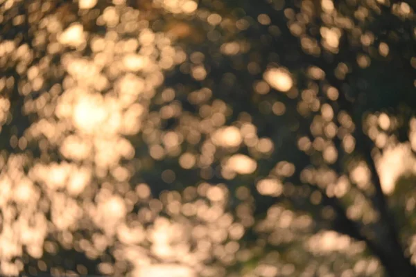 Abstract Background Golden Bokeh Sun Light Glowing Shiny Tree Morning — Stock Photo, Image