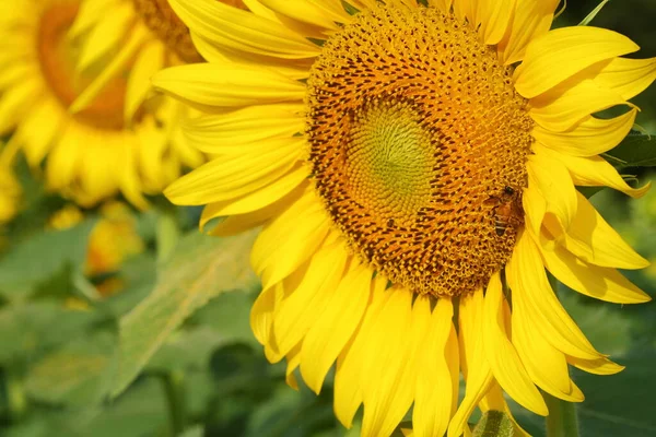 Bee Sunflower Pollen — Stock Photo, Image
