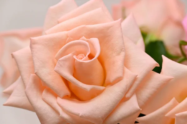 Rosa Naranja Con Pétalo Espiral Hermosa Flor Primavera Naturaleza — Foto de Stock