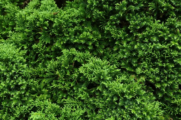 Groene Dennenboom Natuur — Stockfoto