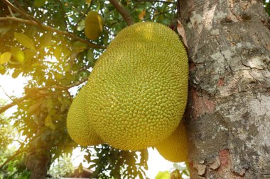 büyük doğal meyve tropikal meyve tarım çiftliği ağacında