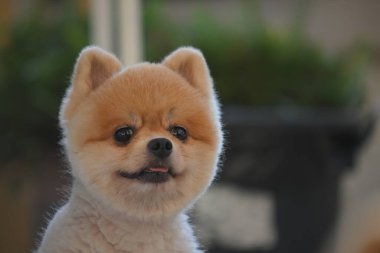 Pomeranian köpeği şirin evcil hayvan Sabahları gülümsüyor