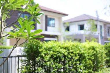 Bahçenin arka planı bulanık yeşil bitki desenli doğal manzara.