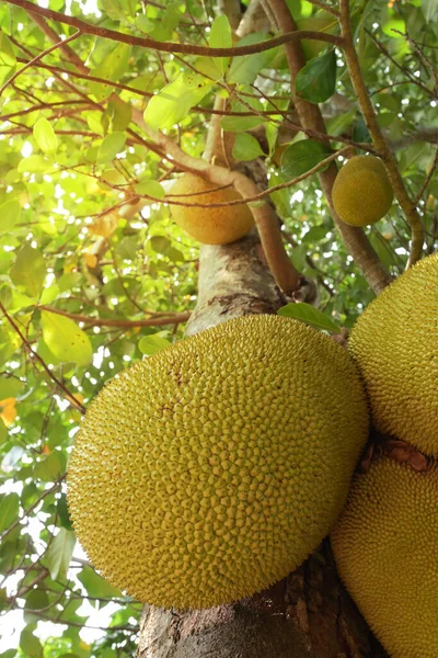 Grandes Frutas Tropicales Jaca Naturales Árbol Plantación Agricultura — Foto de Stock