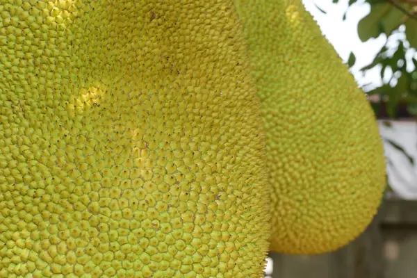 自然界中生长的黄果皮的特写镜头 — 图库照片