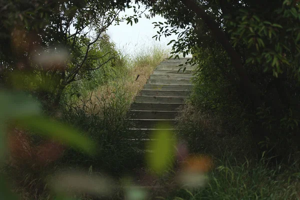 A still shot of of mysterious stairs in the forest leading up to nowhere.
