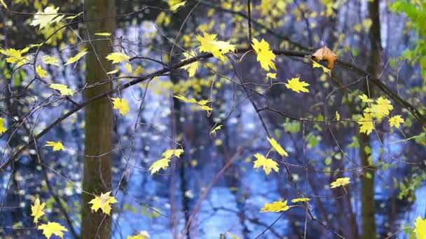 Herbst-Ahornblätter im Windhintergrund — Stockvideo