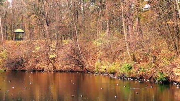 Hermoso lago de otoño — Vídeo de stock