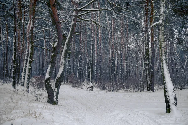 冬の森の雪の木 — ストック写真
