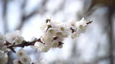 Arılar sinekler yukarıda çiçeklenme kayısı ağacı