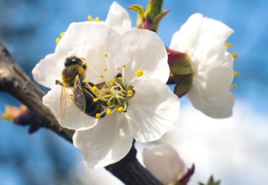 Bahar çiçekli kayısı ağacı