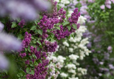 Bahçede Lila çiçek bahar