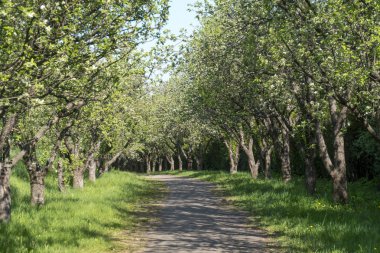 güzel bahar sokak Park