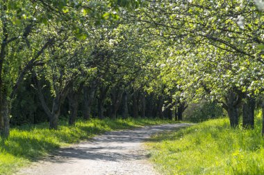 güzel bahar sokak Park