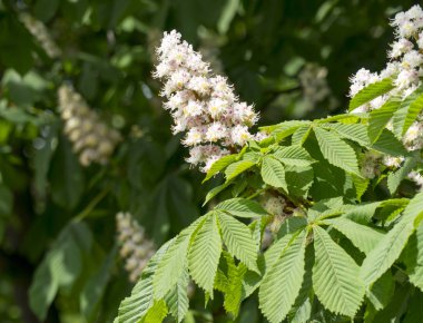 Şube beyaz kestane çiçekler portre