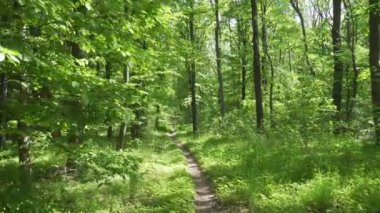 Ormanda güzel bahar sokak