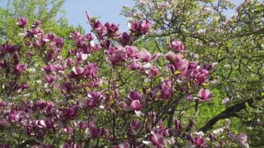 Çiçek açan Manolya çiçek