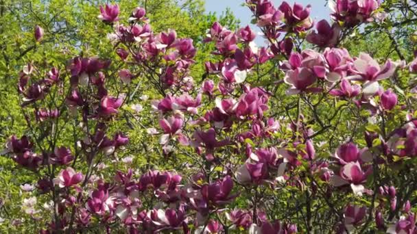 Virágzó magnólia virág — Stock videók