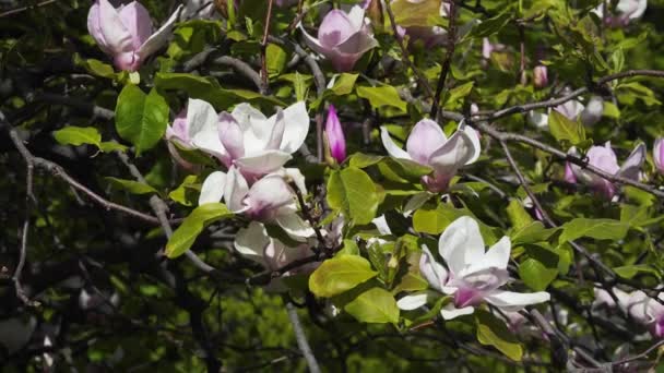 Magnolia λουλούδι που ανθίζει — Αρχείο Βίντεο
