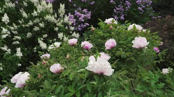 Fa pünkösdi rózsa és virágzó lila — Stock videók