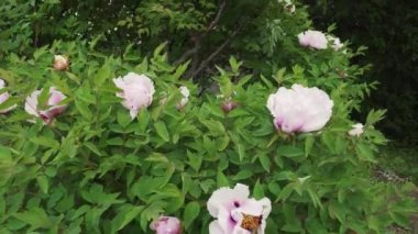 Ağaç Peonies ve çiçek açan leylak