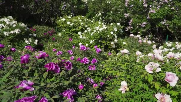 Peonías de árboles y lila floreciente — Vídeo de stock