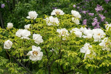 Ağaç Peonies ve çiçek açan leylak