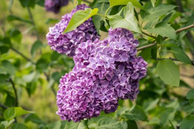 Çiçek leylak dalları bahar