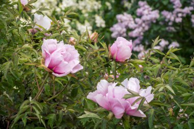 Ağaç Peonies ve çiçek açan leylak