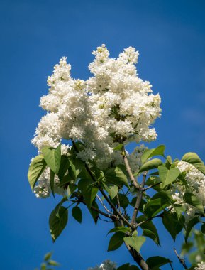 Çiçek beyaz leylak dalları bahar