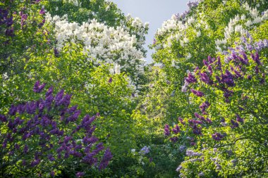 Bahar çiçek leylak ağaçları Panorama