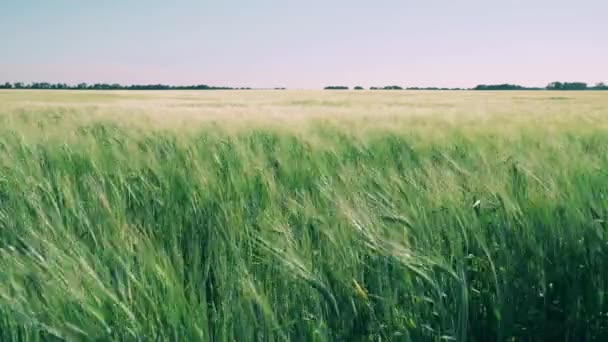 Поле пшеницы, раскачивающееся на ветру — стоковое видео