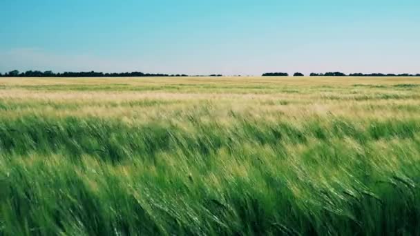 A mező a szélben hajladozó búza — Stock videók